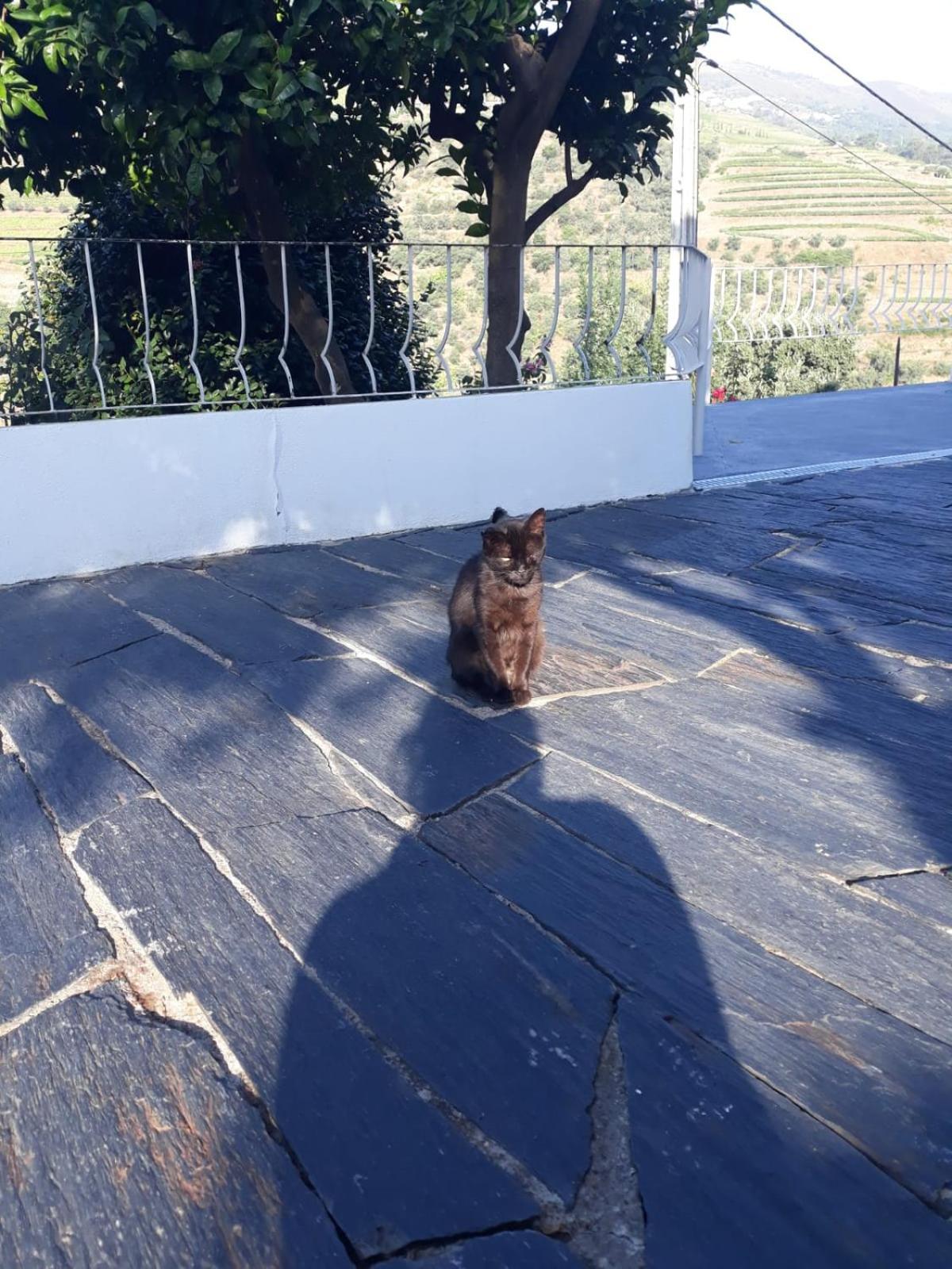 Casa Das Laranjeiras Pinhão Kültér fotó